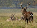 Male sika deer during the rut Royalty Free Stock Photo