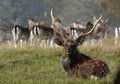 Male sika deer during the rut Royalty Free Stock Photo