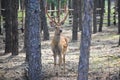 Male sika deer