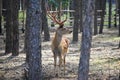 Male sika deer