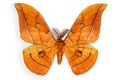 Male Silk Moth Antheraea yamamai Royalty Free Stock Photo