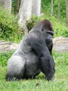 Male silver-back gorilla