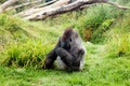 Male silver back gorilla eating green leafs Royalty Free Stock Photo
