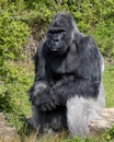 Male silver back Gorilla Royalty Free Stock Photo