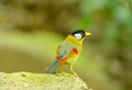 Male silver-eared mesia