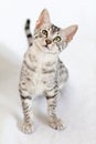 Male silver Egyptian Mau kitten on a white backgr Royalty Free Stock Photo