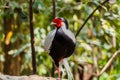 Male silver pheasant Royalty Free Stock Photo