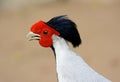 Male Silver Pheasant (Lophura nycthemera) Royalty Free Stock Photo