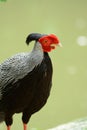 Male Silver Pheasant (Lophura nycthemera) Royalty Free Stock Photo