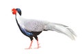 Male silver pheasant