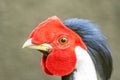 male Silver Pheasant (Lophura nycthemera) possing the head shot photo Royalty Free Stock Photo