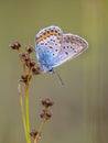 male silver studded blue butterfly preparing for night Royalty Free Stock Photo