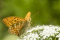 Male silver-washed fritillary, Argynnis paphia feeding Royalty Free Stock Photo