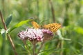 Male silver-washed fritillary butterfly (Argynnis paphia). Royalty Free Stock Photo