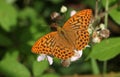 A male Silver-washed Fritillary Butterfly, Argynnis paphia, nectaring on blackberry flowers. Royalty Free Stock Photo