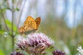 Male silver-washed fritillary butterfly (Argynnis paphia). Royalty Free Stock Photo