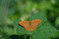 Male silver-washed fritillary butterfly (Argynnis paphia). Royalty Free Stock Photo