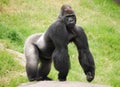 Male Silverback Gorilla