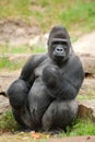 Male silverback gorilla Royalty Free Stock Photo