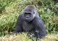 Male silverback gorilla, Dallas Zoo