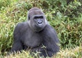 Male silverback gorilla, Dallas Zoo