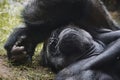 A male silverback mountain gorilla resting on the ground Royalty Free Stock Photo