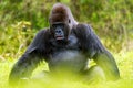 Male silverback western lowland gorilla Gorilla gorilla gorilla