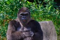 Male Silverback Western Lowland gorilla