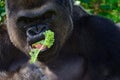 Male Silverback Western Lowland gorilla