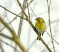 Male siskin bird sitting on the brach of a tree