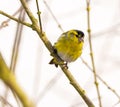 Male siskin bird sitting on the brach of a tree Royalty Free Stock Photo