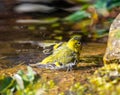 Male siskin bird taking a bath in the pond Royalty Free Stock Photo