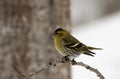 Male siskin Royalty Free Stock Photo