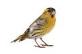 Male siskin