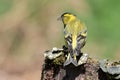 Male Siskin portrait