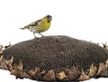 Male siskin Royalty Free Stock Photo