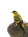 Male siskin Royalty Free Stock Photo