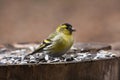 Male siskin Royalty Free Stock Photo