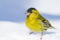 A male Siskin on the snow Royalty Free Stock Photo