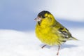 A male Siskin on the snow