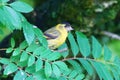 Male Siskin surrounded by leaves