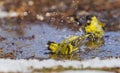 A male Siskin taking a bath