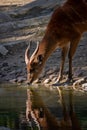 Male of sitatunga drinking water