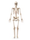 The male skeleton