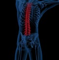 Male skeleton with spine highlighted Royalty Free Stock Photo