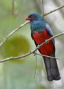 Male Slaty-tailed Trogon - Panama