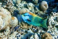 Male - Slingjaw wrasse epibulus insidiator in the Red Sea