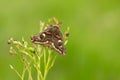 Male small emperor moth, Saturna pavonia resting on blueberry sprigs