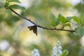 Male small emperor moth, Saturnia pavonia on bird cherry twig