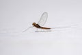 Male small mayfly